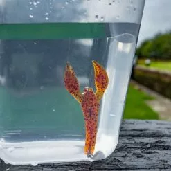 Korum Snapper Cheb Heads Size 1 -Aanbiedingen Hengels Winkel cheb3