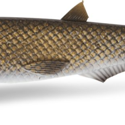 Quantum Yolo Pike Shad 22cm (keuze Uit Diverse Kleuren) -Aanbiedingen Hengels Winkel yolopikebream 2